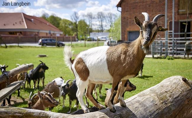 Jan Langbein dwarf goats